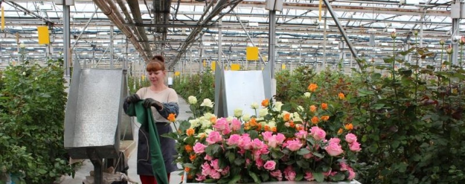 На Среднем Урале увеличат тепличное выращивание роз